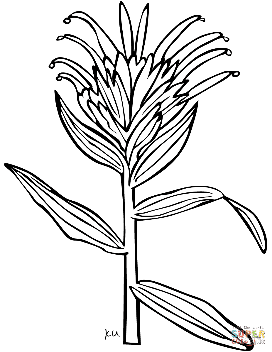 Paardenbloem pluizenbol knutselen met wattenstaafjes. Castilleja Kleurplaat Gratis Kleurplaten Printen