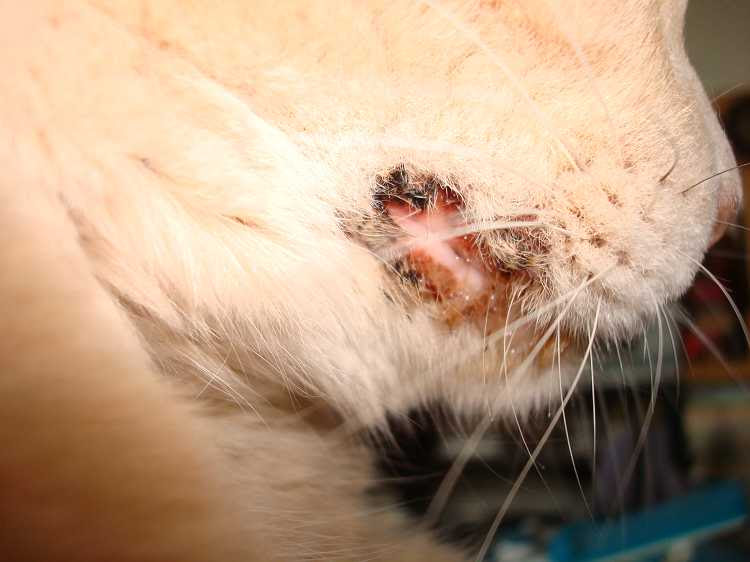 コレクション 猫 口の周り 黒いカス 3451 猫 口の周り 黒いカス