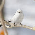 [最も選択された] 鳥 壁紙 スマホ 210306-スマホ 壁紙 鳥 かわいい