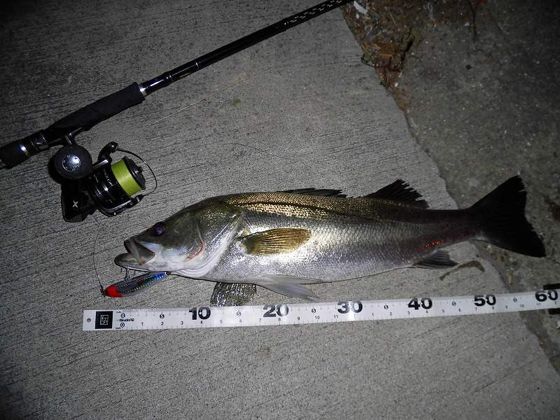 新鮮なシーバス ワーム ロッド すべての魚の画像