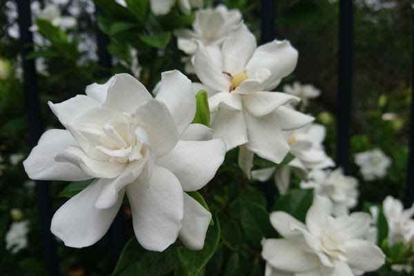 Alberi dai fiori profumatissimi in 5 lettere. Gardenia Pianta Molto Esigente Dai Profumati Fiori Bianchi