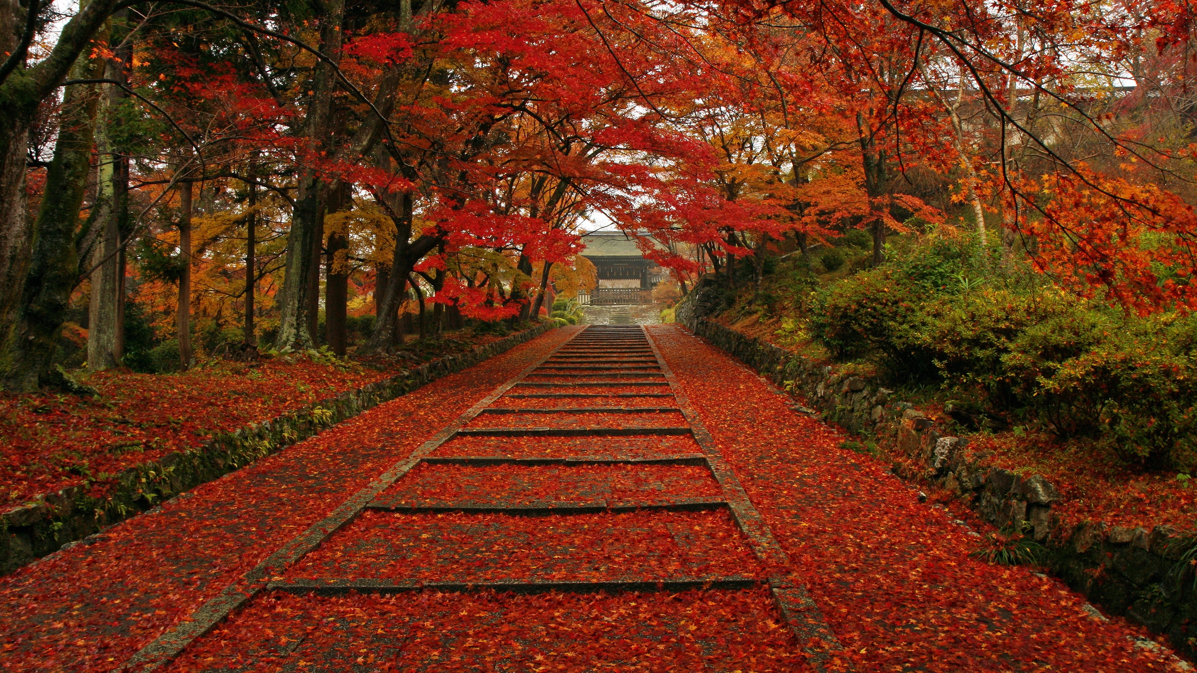 すべての花の画像 心に強く訴える京都紅葉壁紙