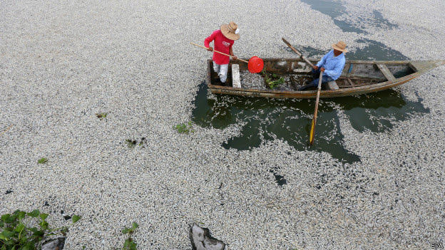 Peces muertos en la laguna de Cajititlán