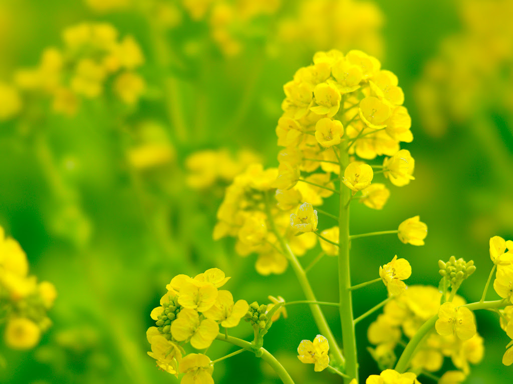 トップ100菜の花 壁紙 最高の花の画像