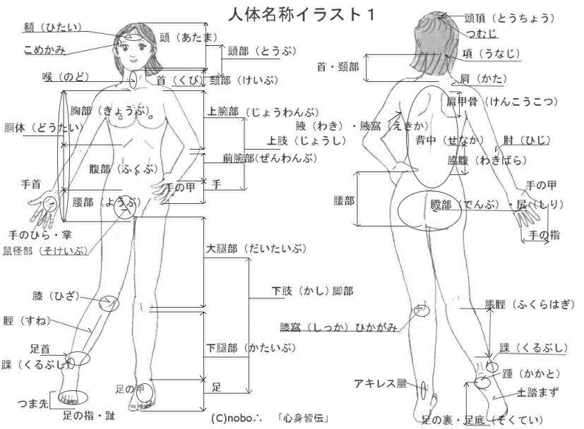 印刷可能 体の部位名称 無料の印刷可能なイラスト素材