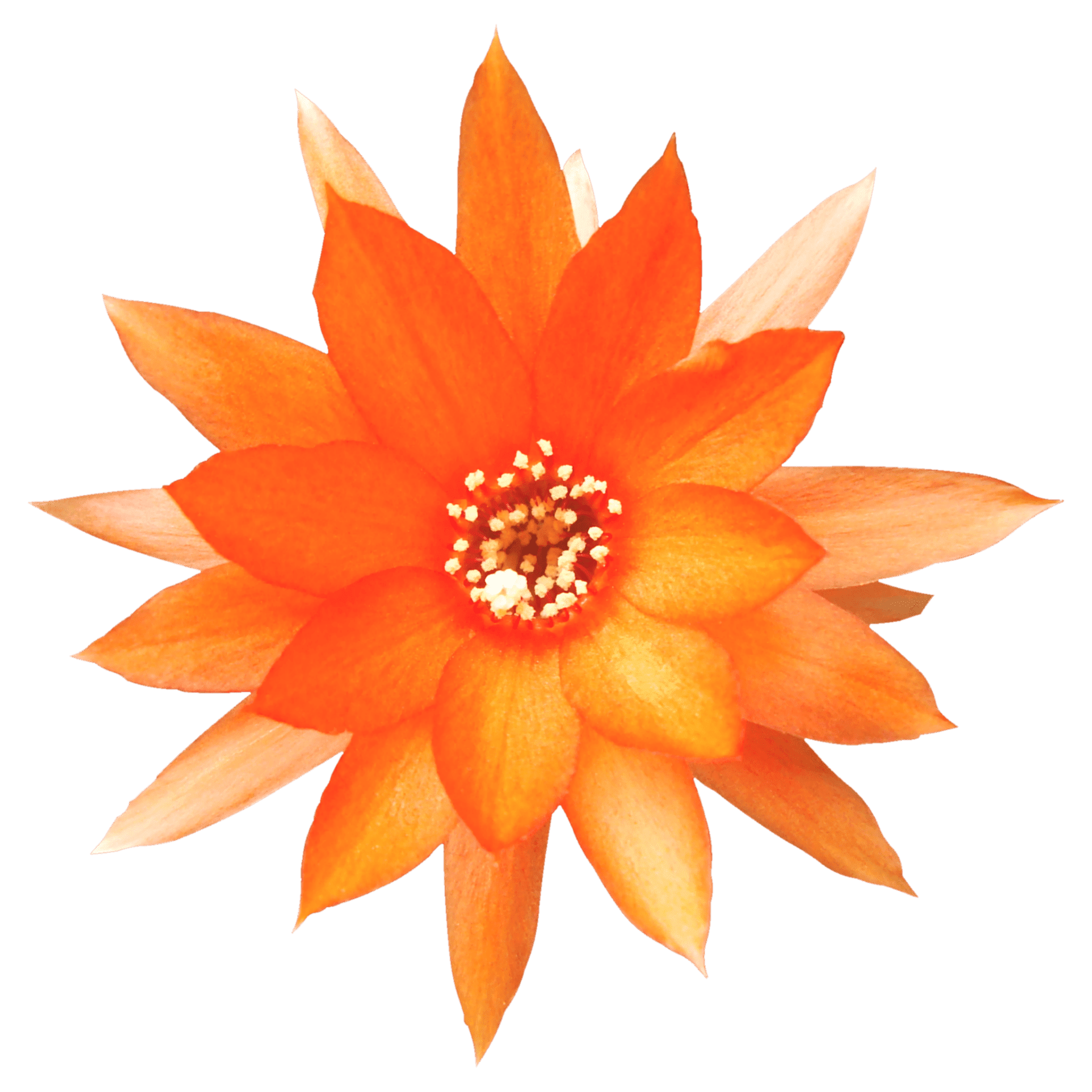 すべての美しい花の画像 エレガント花 アイコン フリー素材