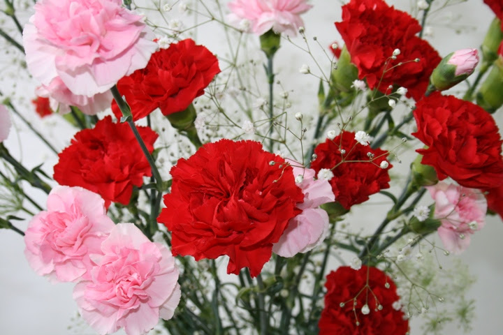 上スプレー カーネーション 花 言葉 最高の花の画像