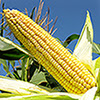 Image of corn