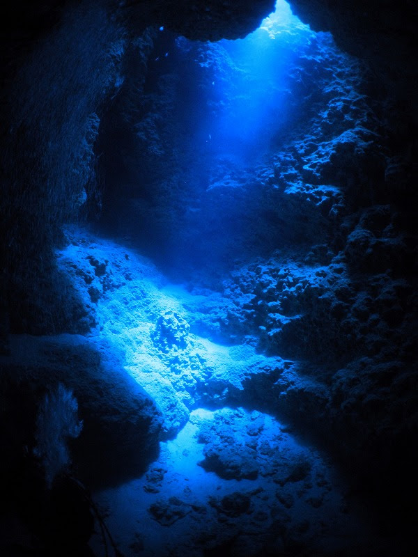 元の壁紙 綺麗 な 海 の 中 すべての美しい花の画像