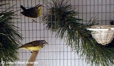 burung mozambik Trend burung