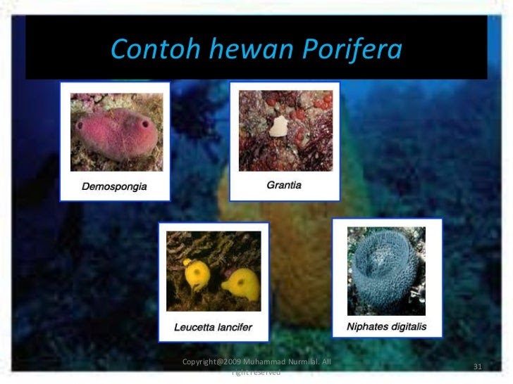  Contoh  Hewan  Invertebrata  Porifera Contoh  Tay