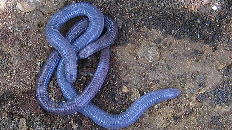 Reptil Hewan Vertebrata Berdarah Dingin Kitacerdas Com Reptil Hewan Vertebrata Berdarah Dingin Kitacerdas Com