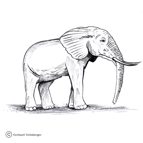 Referat elefant bilderzum ausmalen : Ausmalbild Alter Elefant Ausmalbilder Kostenlos Zum Ausdrucken