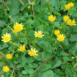 最新のhd姫 リュウキンカ 最高の花の画像