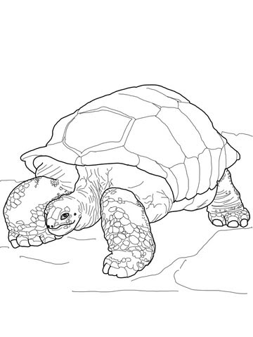 Ever wonder what color is tortoise? Aldabra Giant Tortoise Coloring Page Free Printable Coloring Pages