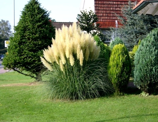 Пампасная трава, или кортадерия - эффектное украшение участка