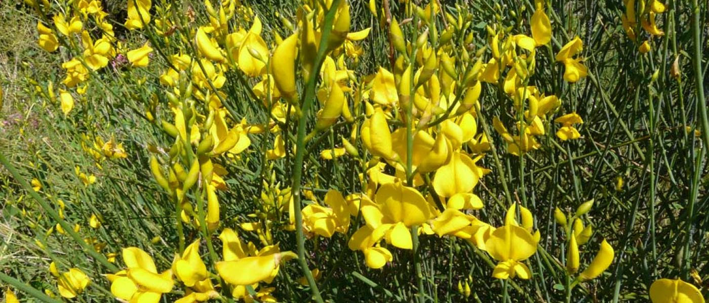 Le piante mediterranee sono specie arbustive o cespugliose, spesso sempreverdi, ben adattabili e resistenti, che non richiedono cure particolari tipiche della macchia mediterranea. Fiori Del Finalese Sito Turistico Ufficiale Comune Di Finale Ligure