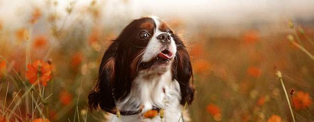 最新かわいい 子犬 壁紙 ゴールデン レトリバー すべての美しい花の画像