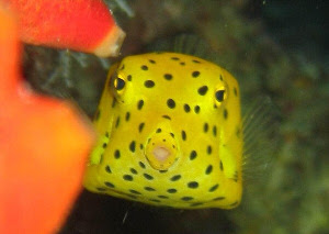 Boxfish