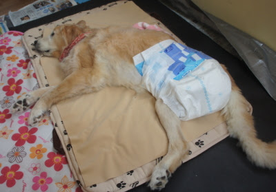 新しい 大型 犬 おむつ 人間 用 すべての動物の絵