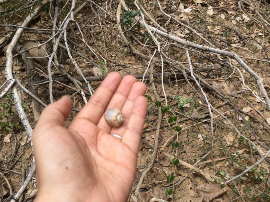 Caracol muerto tras el desvío del arroyo Bruno en La Guajira, Colombia.