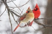 male and female cardinal sitting on a branch