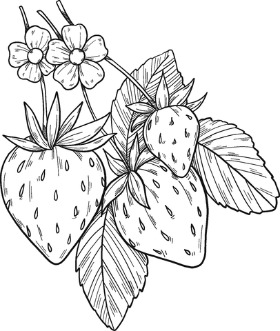 Search through 623,989 free printable colorings at getcolorings. Strawberry Plant Coloring Page Free Printable Coloring Pages