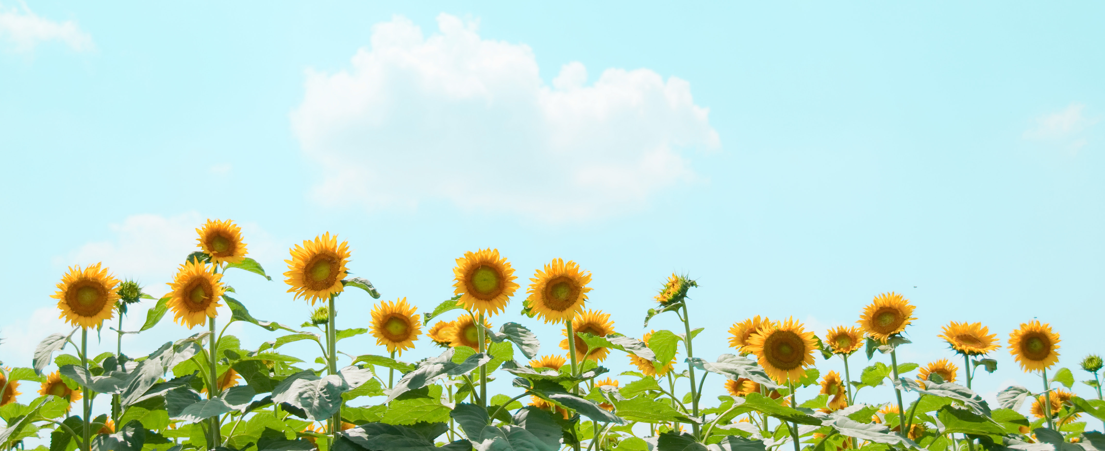 最高ひまわり画像 素材 フリー 美しい花の画像