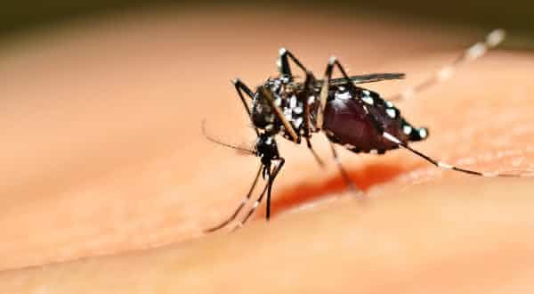 mosquitos da dengue doenca