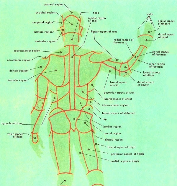 Back Anatomical Name / Crossfit Movement About Joints Part ...