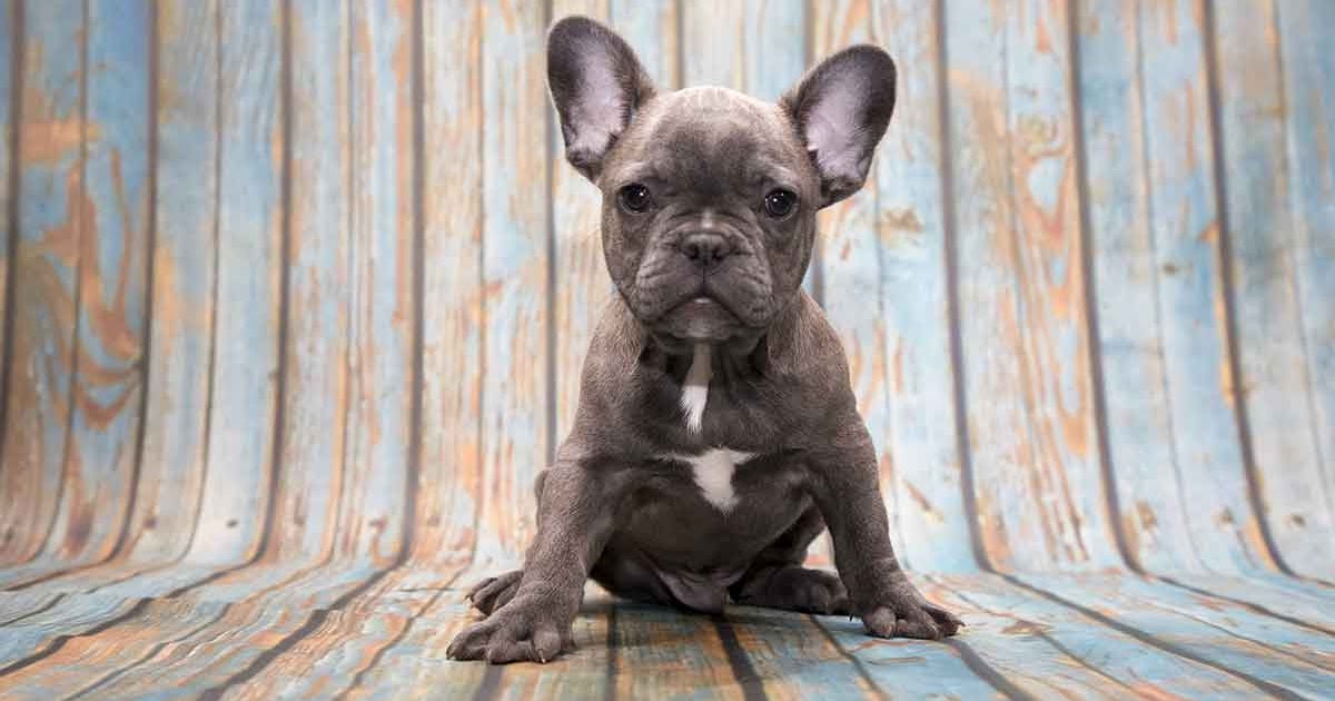 42 HQ Images Blue Merle French Bulldog For Sale Near Me : French Bulldog Mix Puppies For Sale | Greenfield Puppies