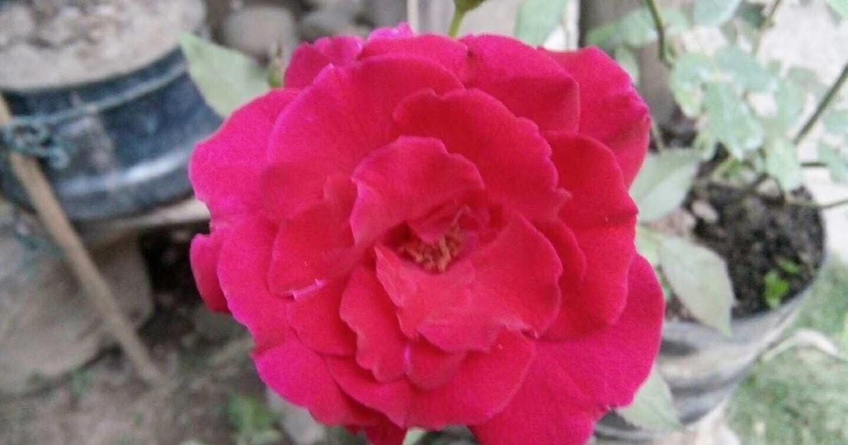 21 Gambar Bunga Mawar Merah Berduri Galeri Bunga HD