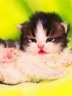 動物 可愛い 壁紙 1216 可愛い 動物 壁紙 無料 Moviessaikonomuryo