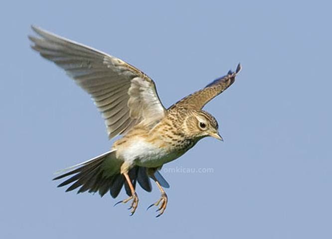 Gambar Burung Branjangan - Kicau Burung Branjangan Jawa 1 ...