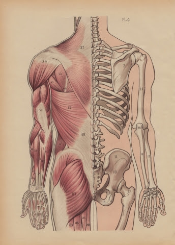The red lines show where the tendons attach the muscles to the bones. Dorsal Muscles And Bones Illustration Whereapy