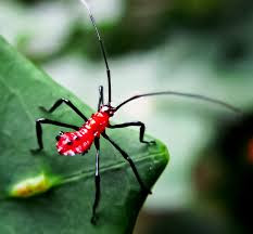 The assassin bug is actually really. Assassin Bug 24hrs 7 Days A Wk Complete Pest Control Service
