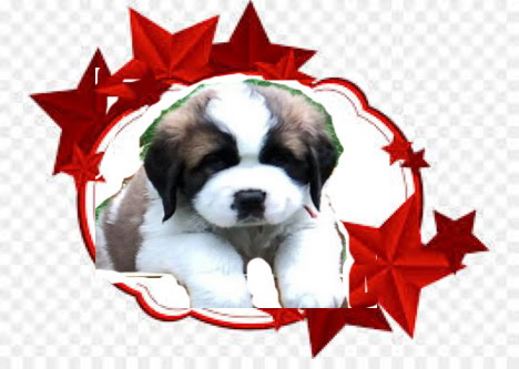 It's important to get your saint bernard used to having their paws, ears, and mouth handled as a puppy and to keep it a rewarding and positive experience. Welcome To West Wind Saint Bernards