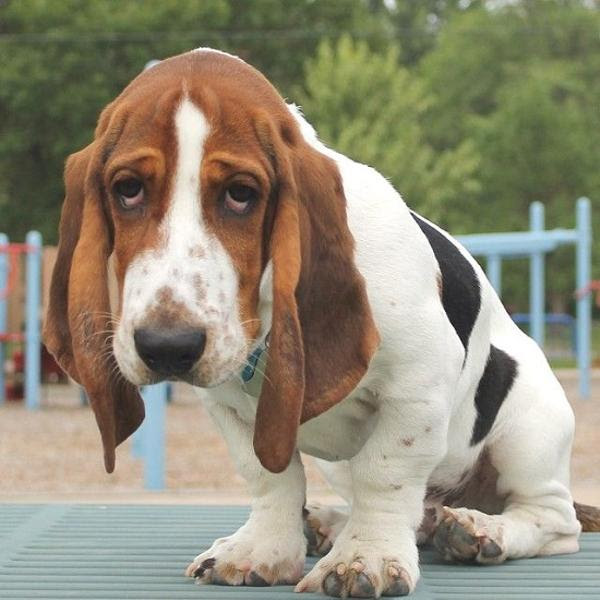 Freemuryormwqvd 最新 ハッシュパピー 犬種 ハッシュパピー 犬種