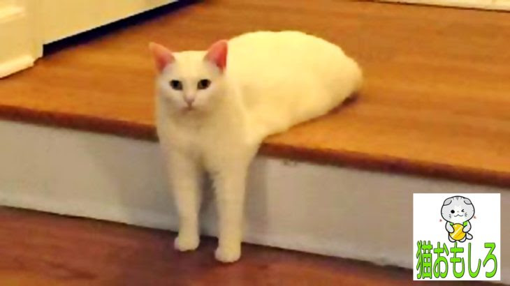 Kasword 笑える 猫 おもしろい 画像