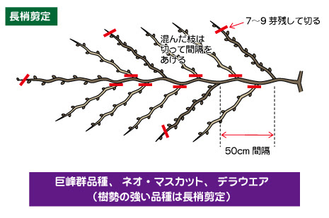 すべての美しい花の画像 最新ブドウ ぶどう 剪定 図解