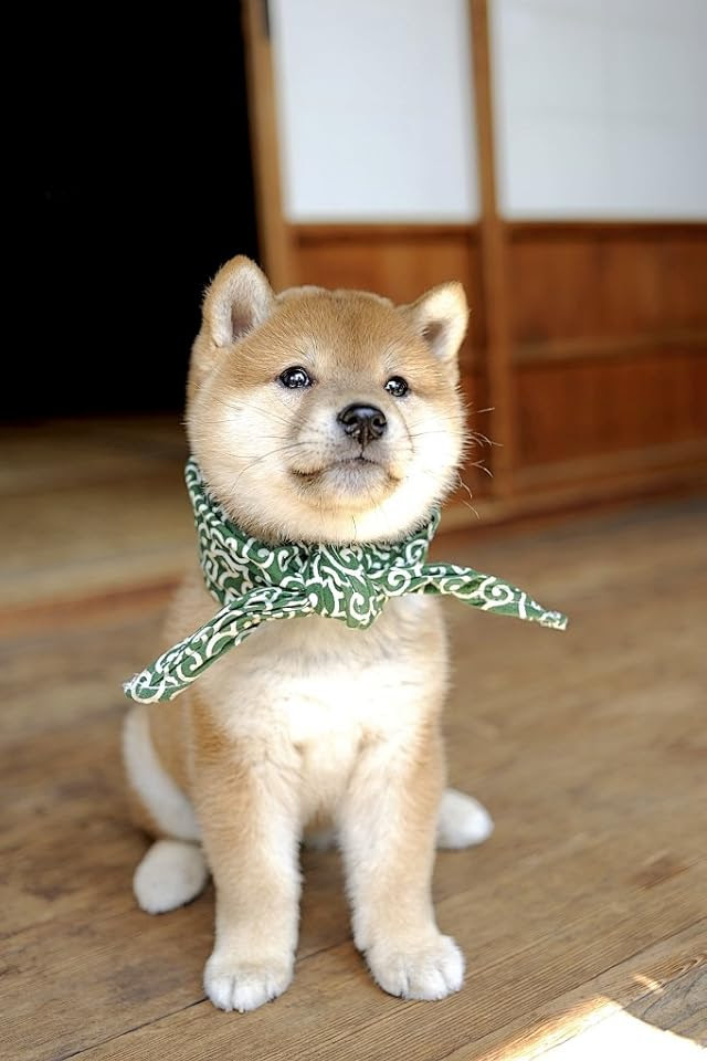 ディズニー画像ランド 元のスマホ かわいい 犬 壁紙
