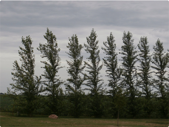 They produce tiny flowers that grow in large clusters, which start out white in july and then turn a dusty rose as summer progresses. Fast Growing Columnar Trees Quick Growing Narrow Trees