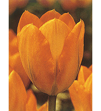 すべての花の画像 最高かつ最も包括的なチューリップ 花弁 枚数