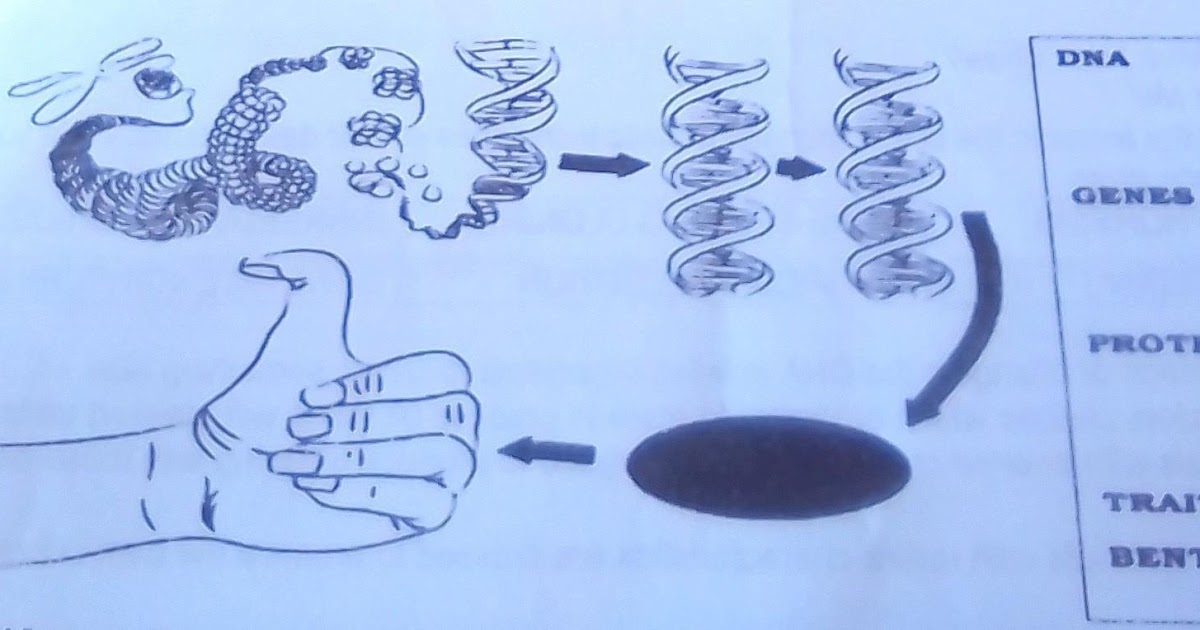 How Do Proteins Relate To Traits - Https Www Banks K12 Or ...