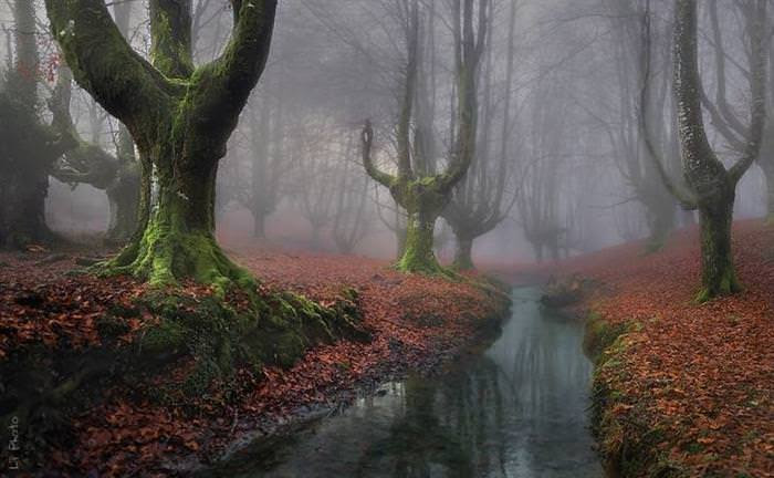 Mysterious Forests