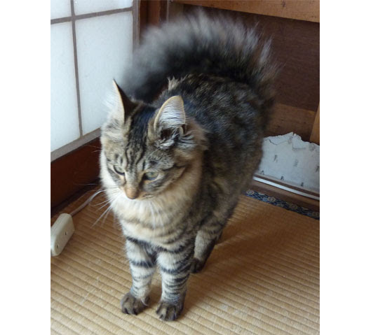 猫 しっぽ ふくらむ 壁紙画像マンガ