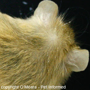💡 how much does the shipping cost for do cats get lice? Lice Pictures And Information About Lice In Animals