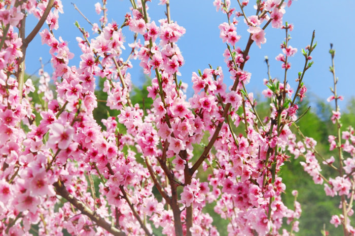 新着花桃 種類 図鑑 最高の花の画像