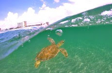 A green sea turtle swims in clear water at John D MacArthur Beach State Park.