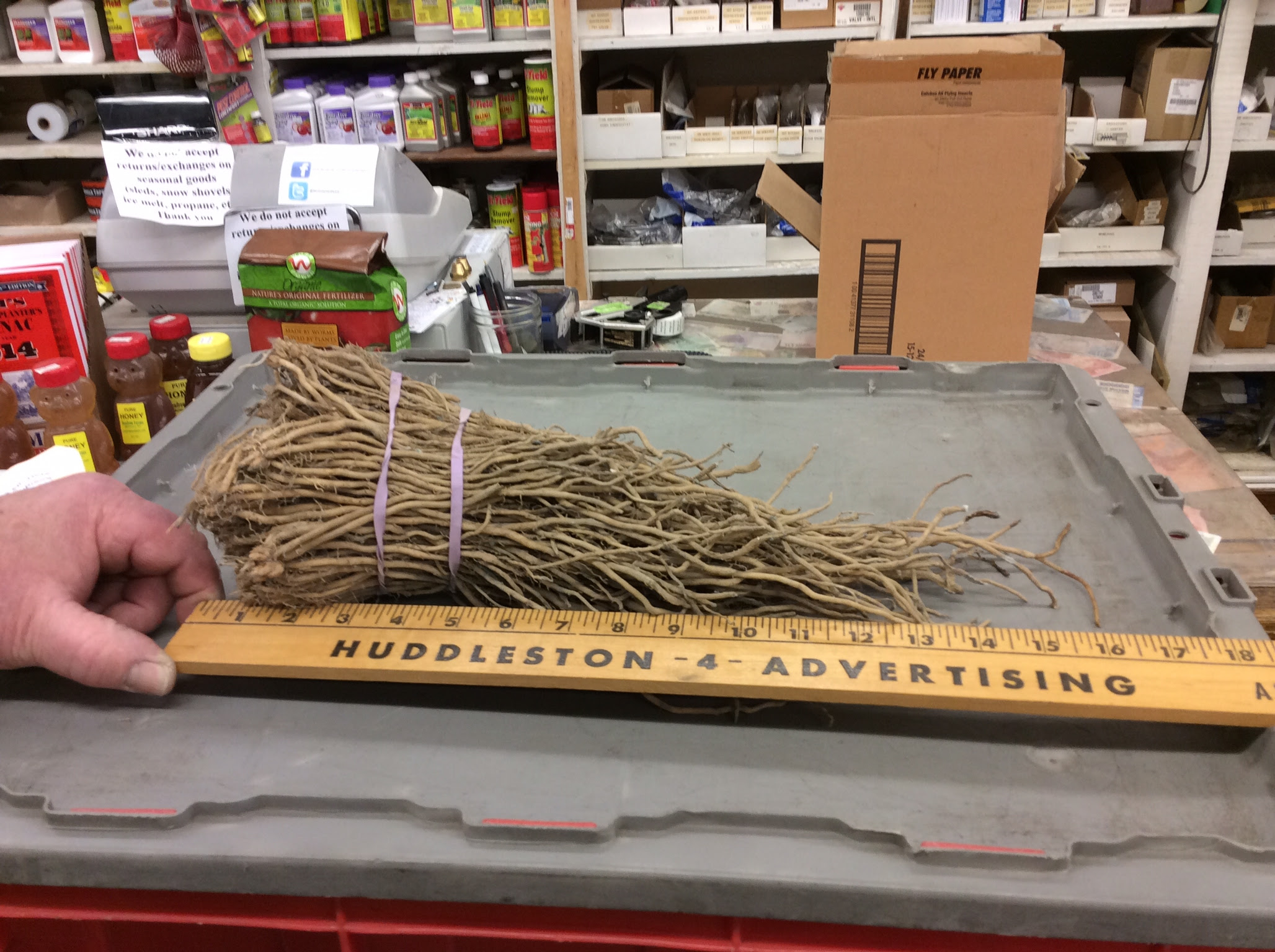 Check spelling or type a new query. Storing Asparagus Crowns Before Planting Gardening